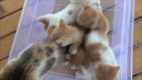 Kittens meowing too much cuteness