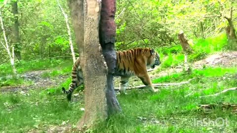 Tigers have a rich and captivating history, neutral, video, tiger foreste,