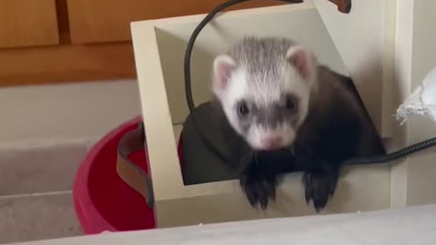Playful Ferret Falls off the Bed