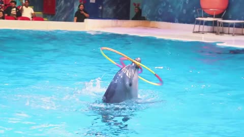 Dolphin show at Dubai