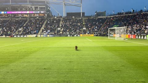 Raccoon on the Pitch