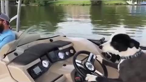 Dogs on Boats