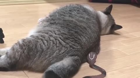 cat and snake funny video