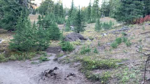 Oregon – Mount Hood – Hiking the Alpine Forest