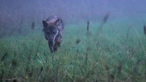 VLK DRAVÝ (CANIS LUPUS)