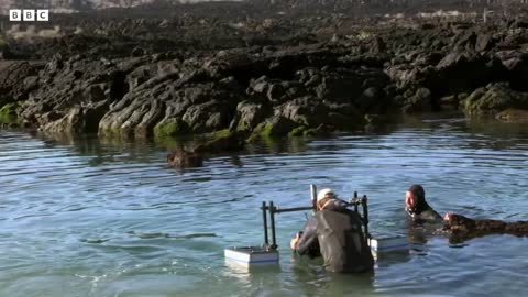 Sea Lions vs Galapagos Sharks Hunting Brawl I Blue Planet II