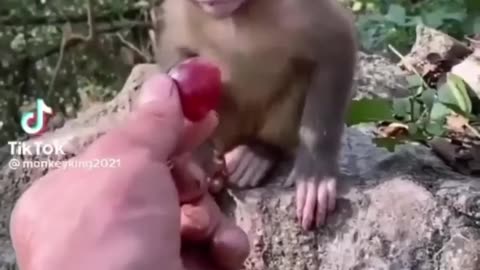 Funny monkeys🤣These monkeys are very funny while eating😅❤