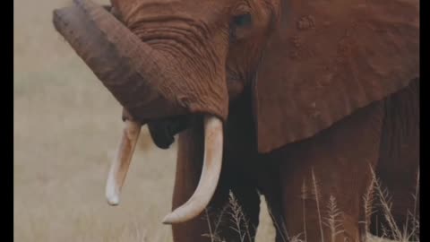 Beautiful Elephant