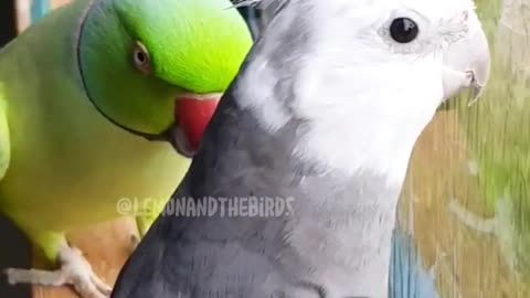 USA parrots🦜 Nice voice Green parrot🦜 and Gary parrot🦜#short