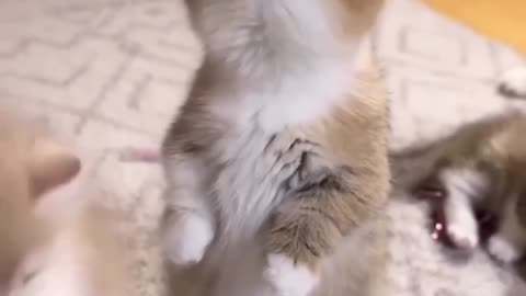 Funny and cute cat video