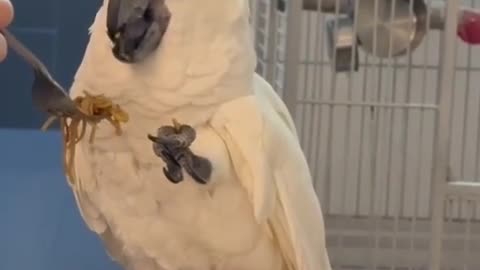 Funny parrot |cockatiel parrot | Funny birds | Funny animals