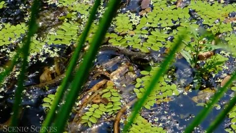 Animals of Amazon 4K - Animals That Call The Jungle Home | Amazon Rainforest |Scenic Relaxation Film