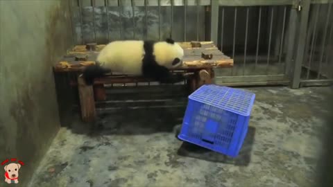 Cute panda video collection，Filmed in Chinese panda culture 2018