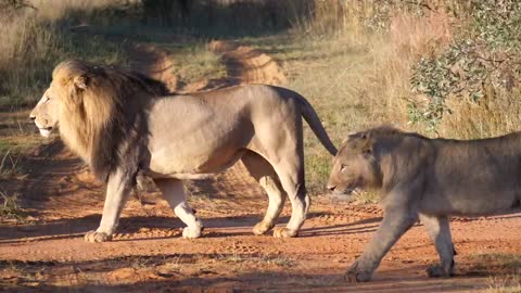 A herd of lions walking