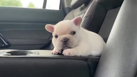 The dog rode in the car for the first time