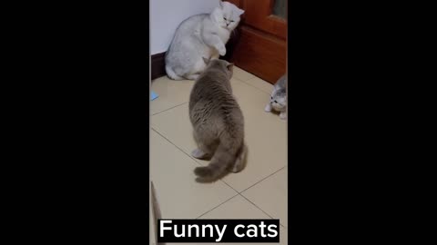 Funny Cats Fight 😂