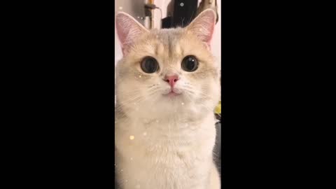 A collection of adorable cute cat videos