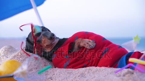 Cute fat dog of dachshund, black and tan, lies sunbathing at the beach