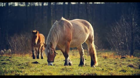 Beautiful red-haired brown horse eats grass