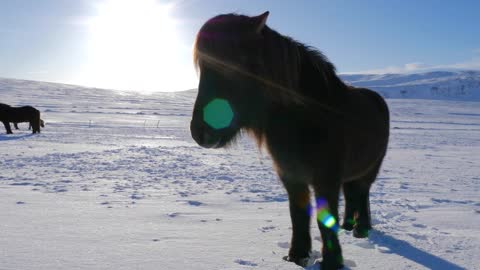 Iceland Snow Covered Land With A Brown Icelandic Horse On A Sunny Day