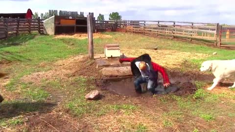 A pig plays with the farm owner and falls into a pool of water and mud.