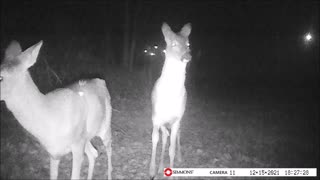 Backyard Trail Cam - 3 Deer