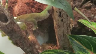 Kiwi the Gecko Doesn't Use Arms to Eat