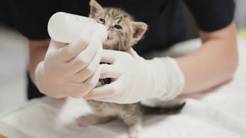 A small kitten drinks milk from a bottle with pacifier at a vet clinic