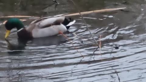 Mallard Duck On A Lake In Wales.