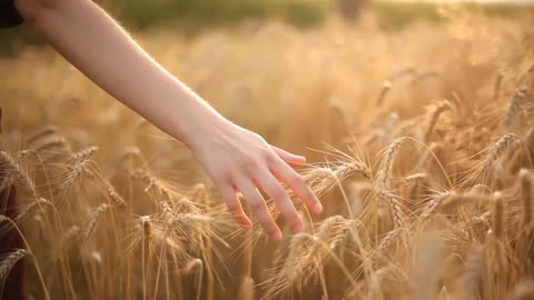 Hand on wheat field