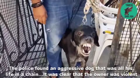 Aggressive dog gives in to hugs for first time after rescue from his aggressive owner -Takis shelter