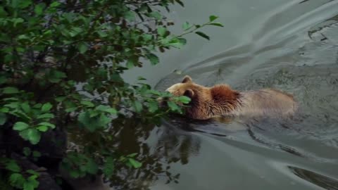 The Brown Bear Crossing The Stream