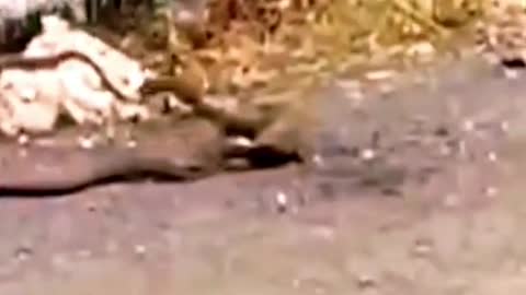 King cobra Vs Mongoose #wildanimals #kingcobra #snake #mongoose #animals(2)