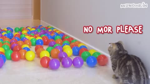 beautiful cat and balloon play .