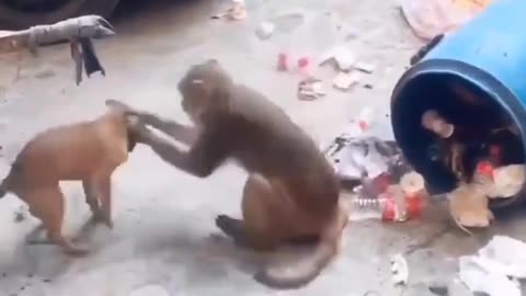 Funny fight between monkey and dog