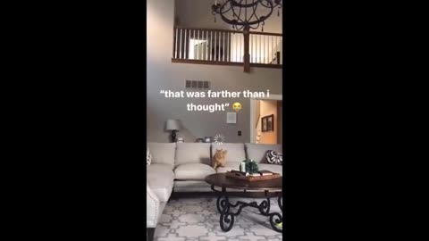 Funniest cat and dog