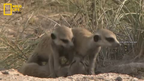 Wildest Mothers - हिन्दी डॉक्यूमेंट्री, Africa | Wildlife documentary in Hindi