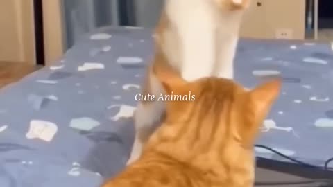 Funny moments 2023😅 #cute cats#funny dogs#🤭😂😂