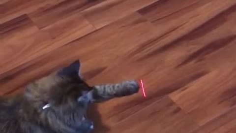 Cat Vs Laser Pointer 🐈 😂 - Funny Animal Reaction Videos #shorts