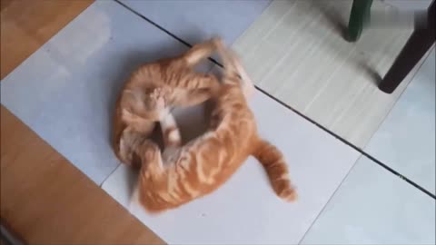 Cats Fighting and Meowing video <Brothers> || Vide0Hub ||