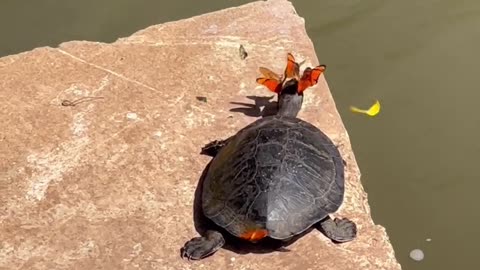 Butterflies and turtles share a fascinating symbiotic relationship