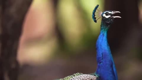 Beautiful bird in the nature||feel the beauty of nature