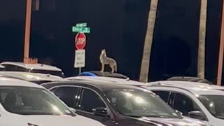 Coyote on Car Welcomes Security Guard to His Shift