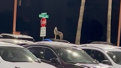 Coyote on Car Welcomes Security Guard to His Shift