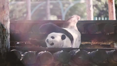 A rolling giant panda