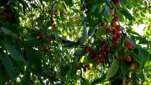 Hackberry, Bird Cherries or Mayday Berries