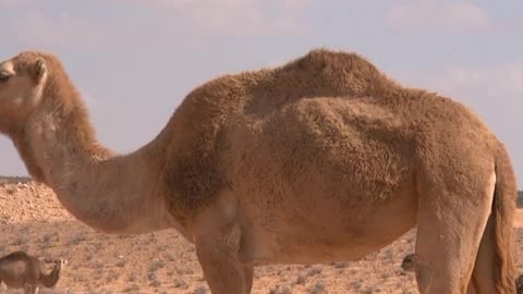 A camel is grazing