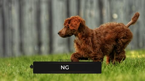 7 Reasons You Should NOT Get a Standard Poodle