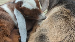 Baby Goats Napping