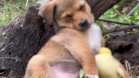 cute puppy dog funny sleep